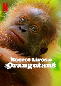 Orangutanların Gizli Yaşamı